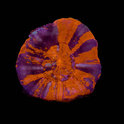 War Paint Scoly - A40