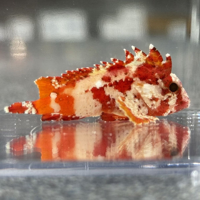 Red Rooster Wasp Fish