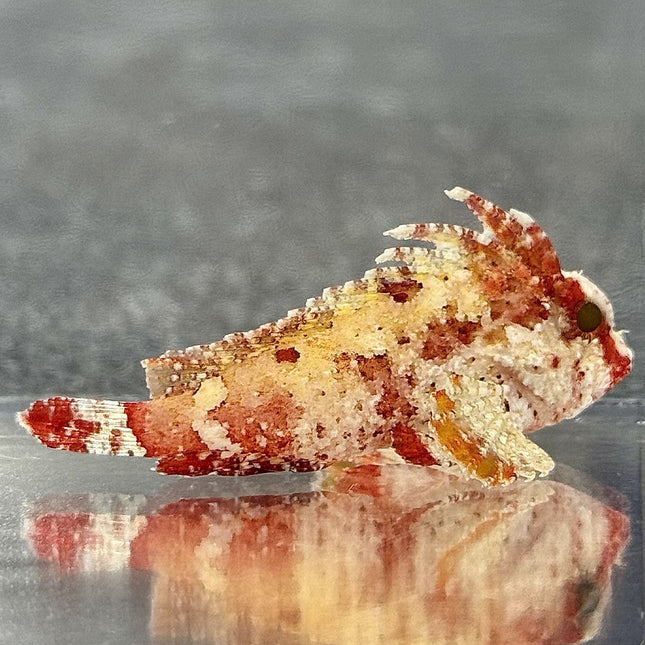 Red Rooster Wasp Fish