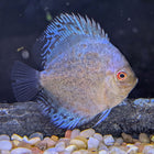 White Butterfly Discus