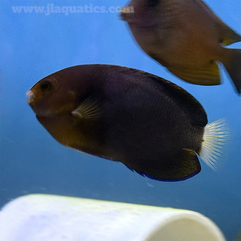 White Tail Pygmy Angel (Asia Pacific)
