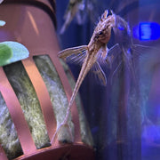 Red Lizard Whiptail Catfish