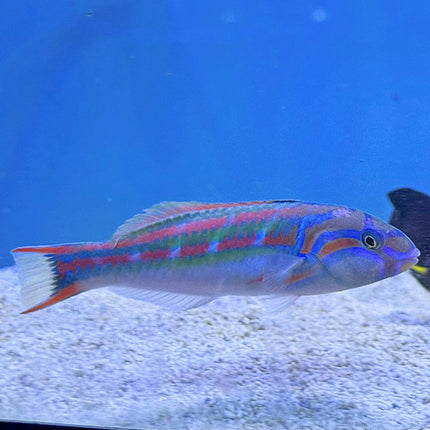 5 Stripe Wrasse