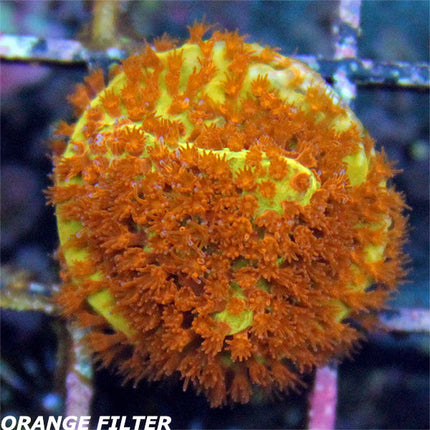 Stylocoeniella - Burnin Banana