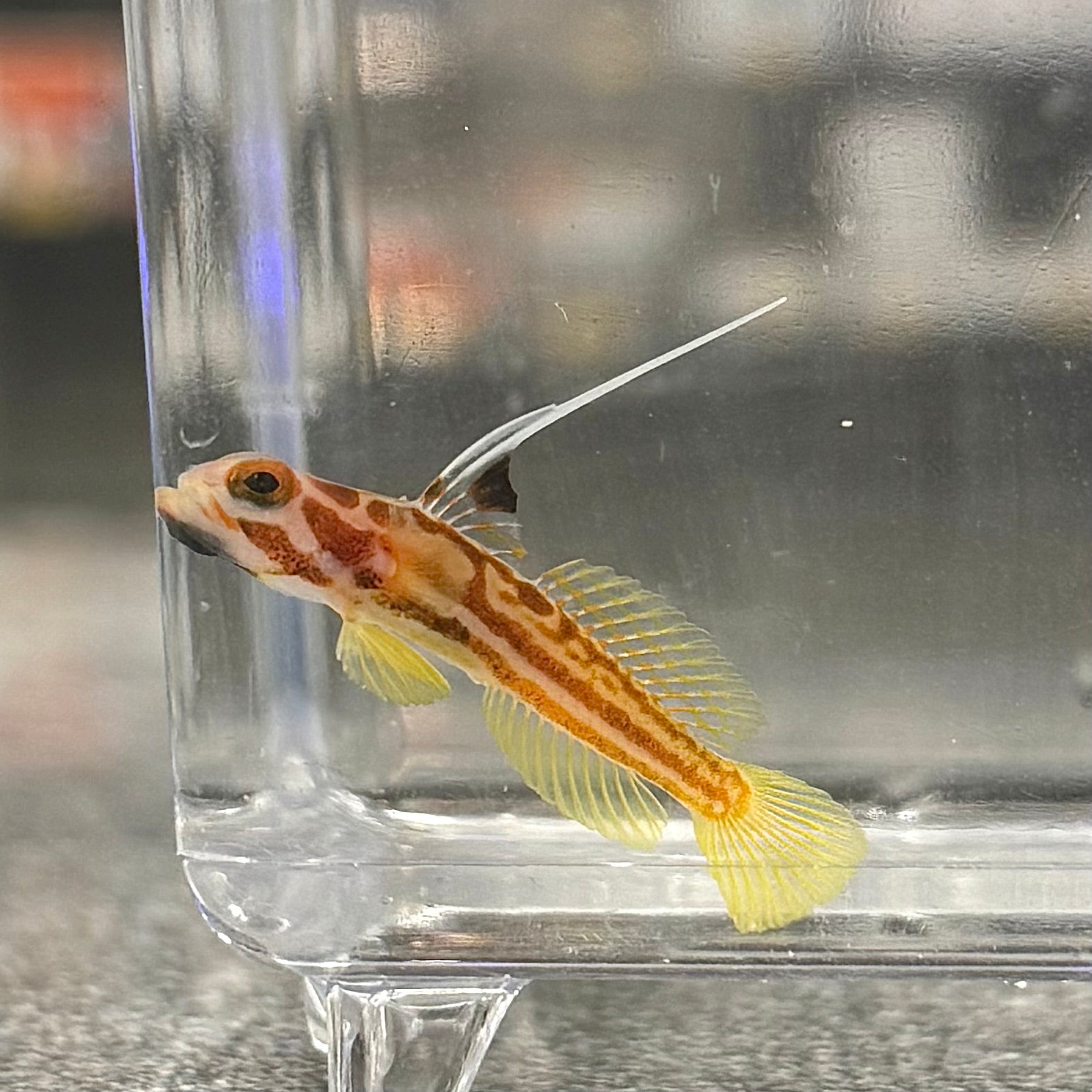 Yasha Ray Goby (Tank Raised)