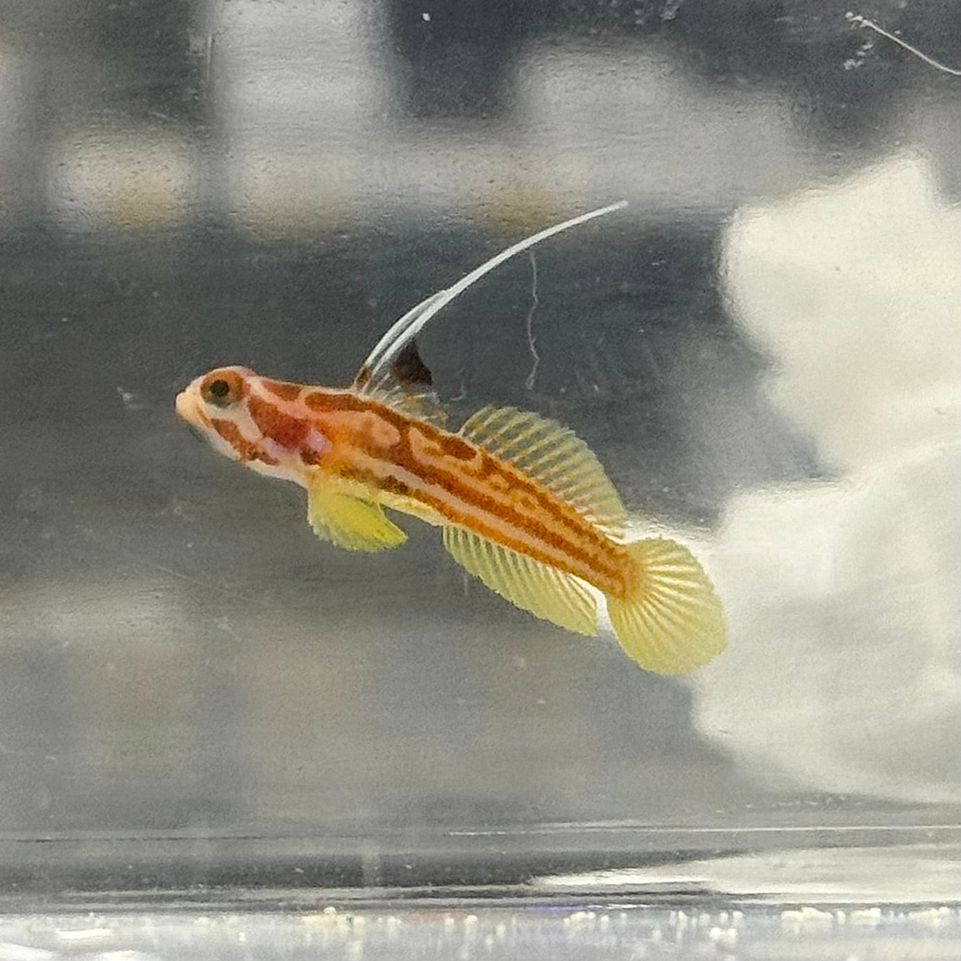 Yasha Ray Goby (Tank Raised)