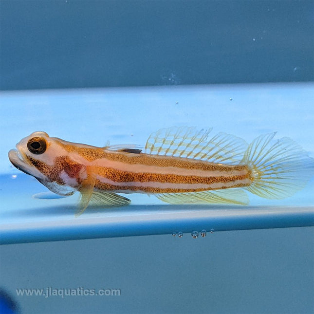 Yasha Ray goby - juvenile tank raised saltwater fish