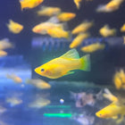 Yellow Banana Platy