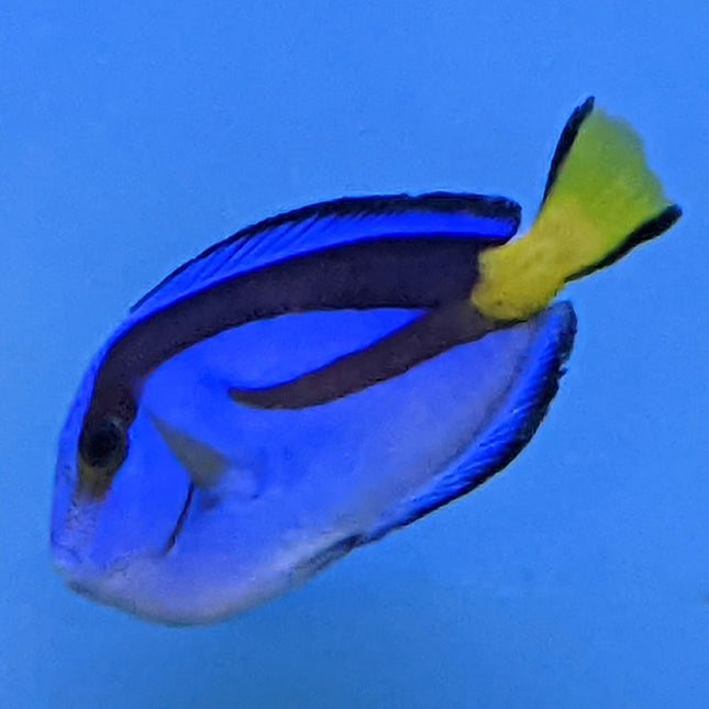 Yellow Belly Blue Tang