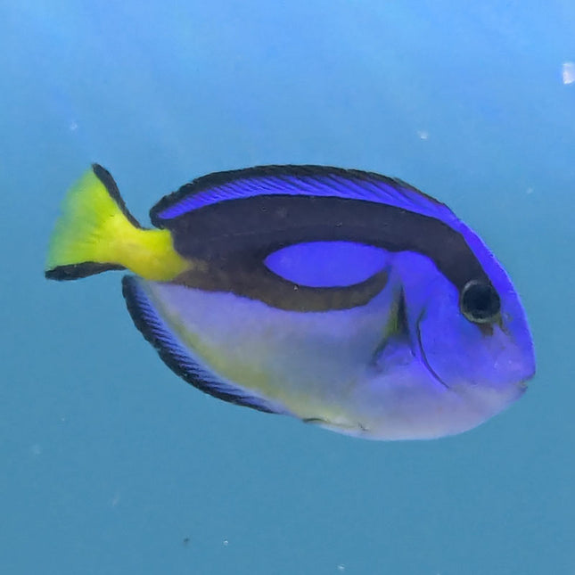 Yellow Belly Blue Tang