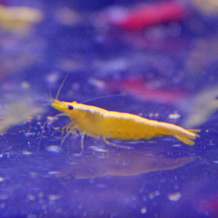 Yellow Fire Shrimp