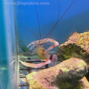 Coral Banded Shrimp - Yellow