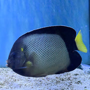 Yellow Ear Angelfish (Red Sea)