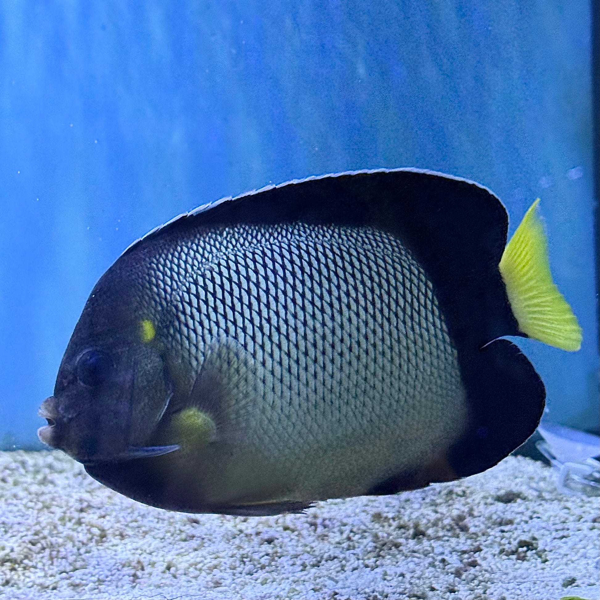 Yellow Ear Angelfish (Red Sea)