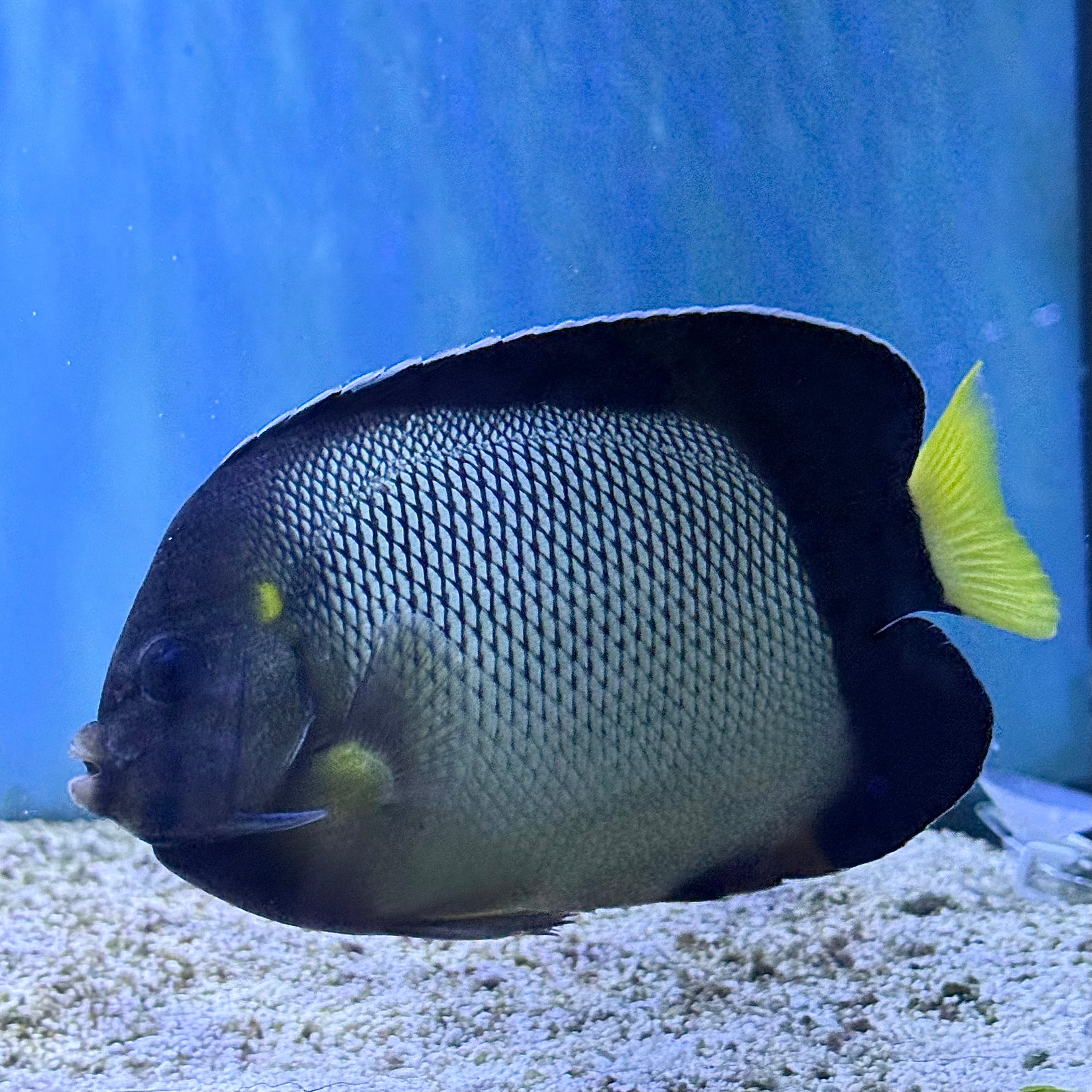 Yellow Ear Angelfish (Red Sea)