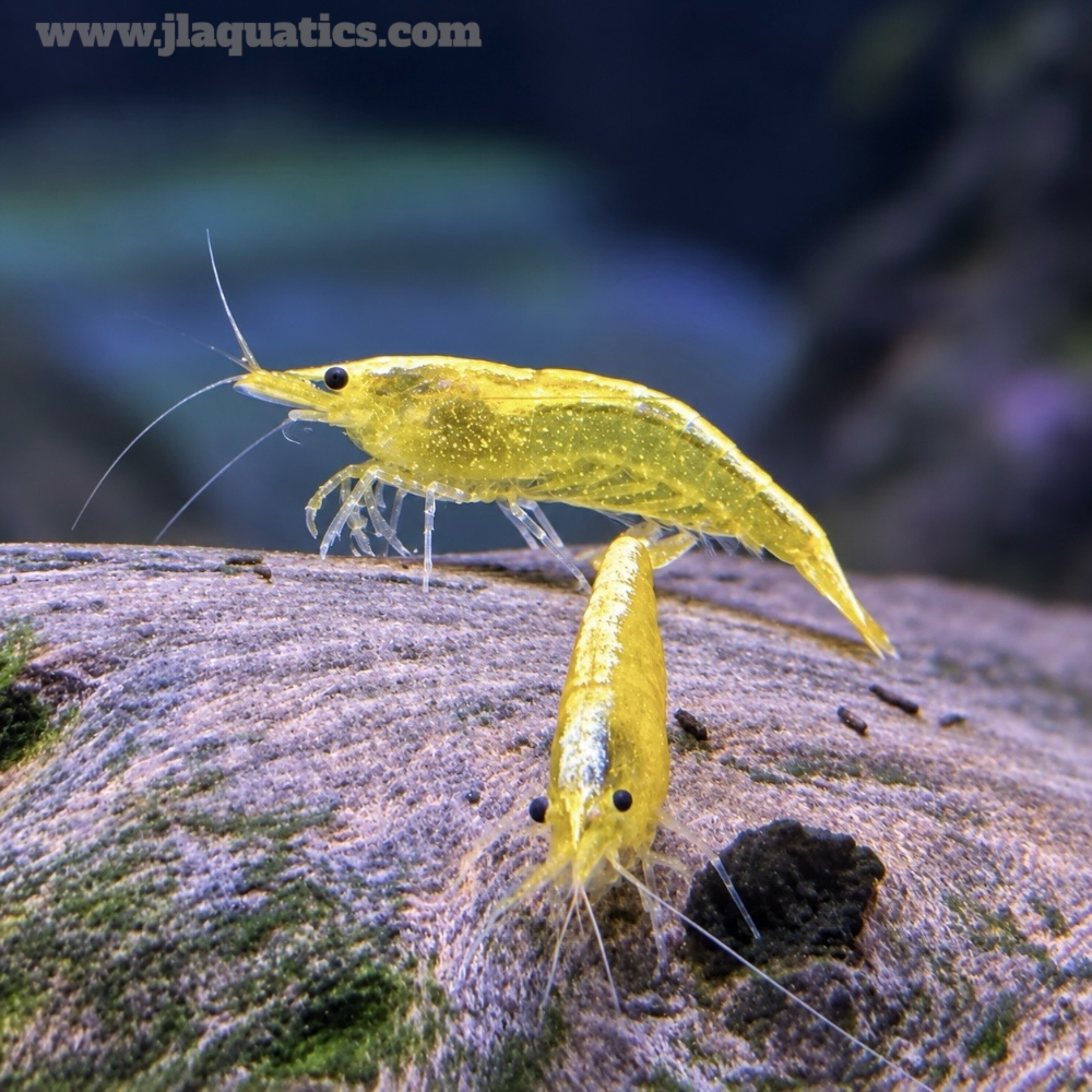 Yellow Fire Shrimp
