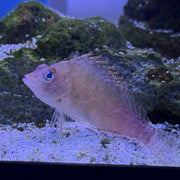 F-NN-011526-1