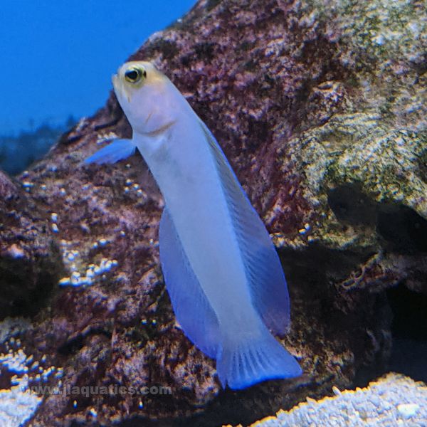 Buy Yellow Head Jawfish (Atlantic) at www.jlaquatics.com