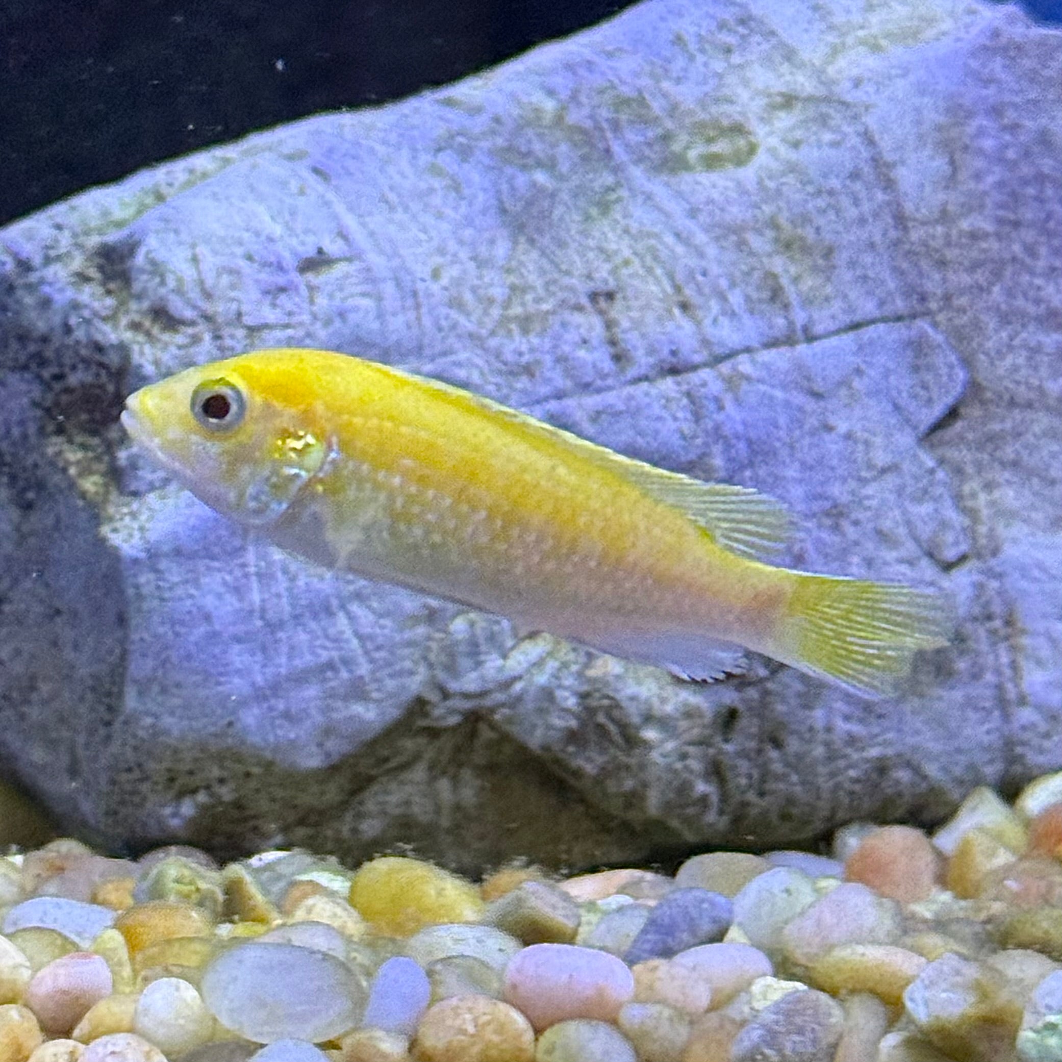 Electric Yellow Lab Cichlid