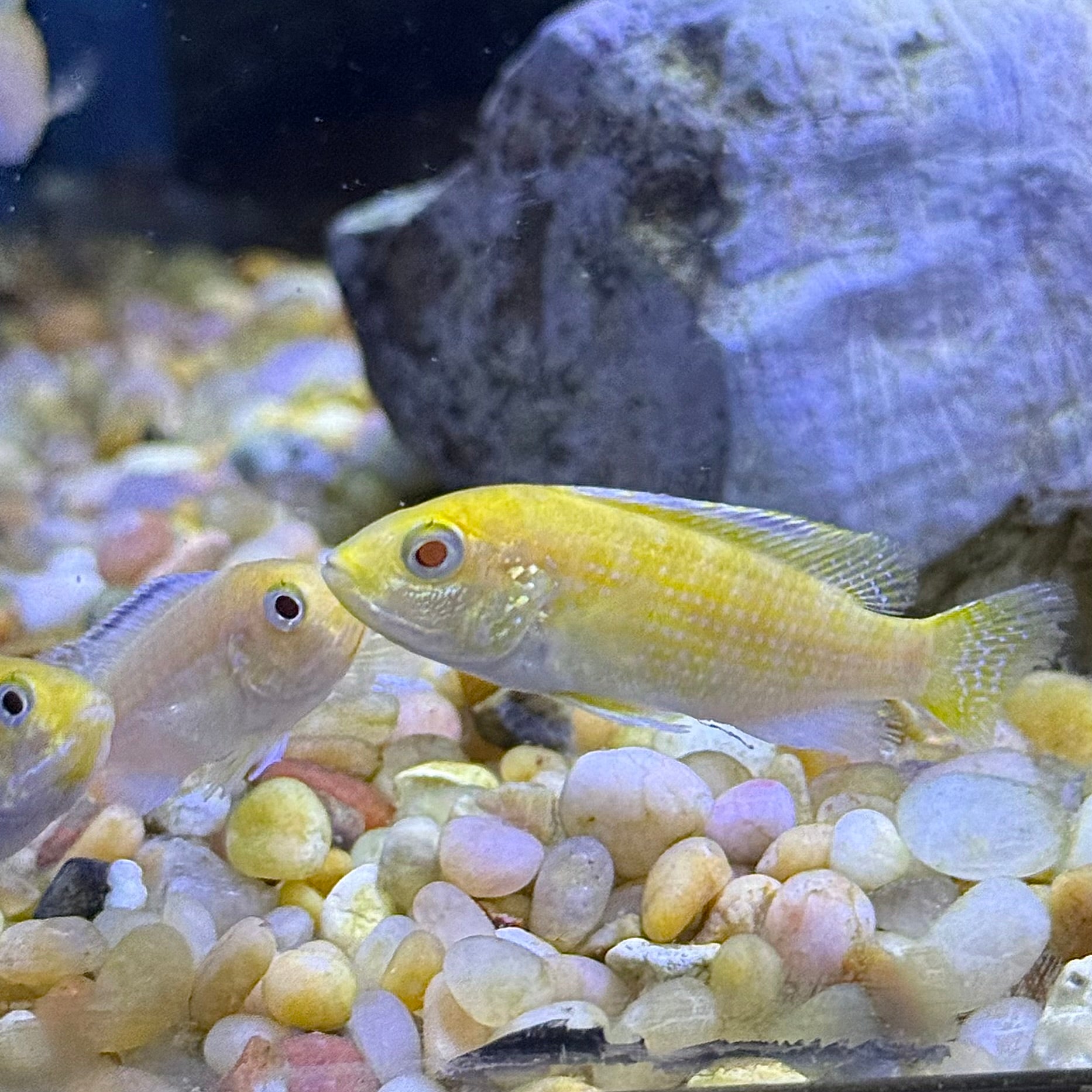 Electric Yellow Lab Cichlid