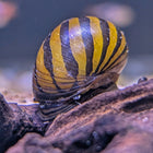 Zebra Snail