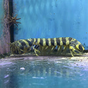 XL Zebra Mantis Shrimp * WYSIWYG