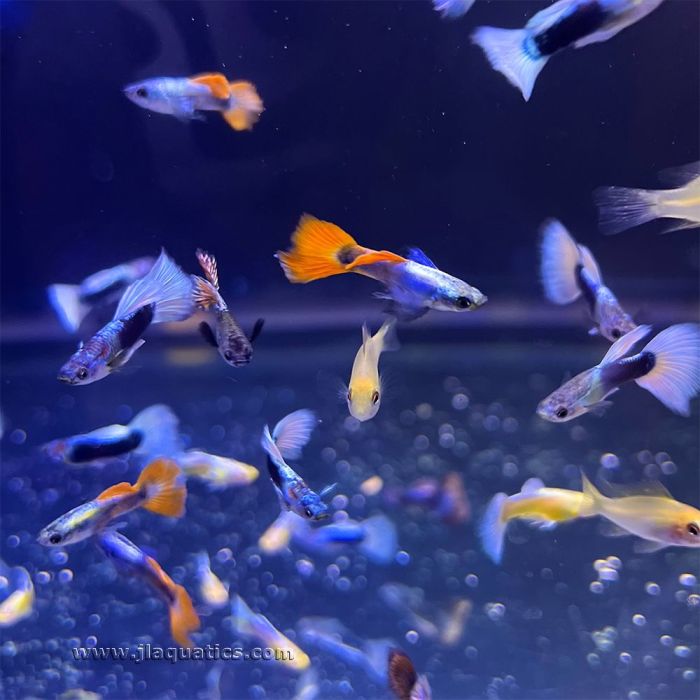 Mixed Colored Guppy - Male