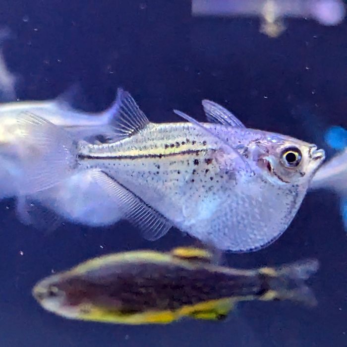 Black-lined Silver Hatchetfish