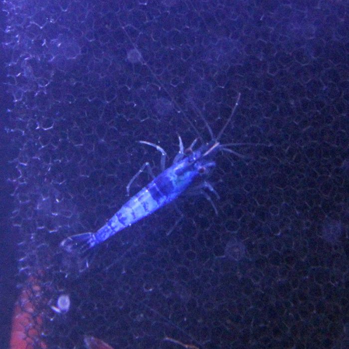 Blue Star Shrimp