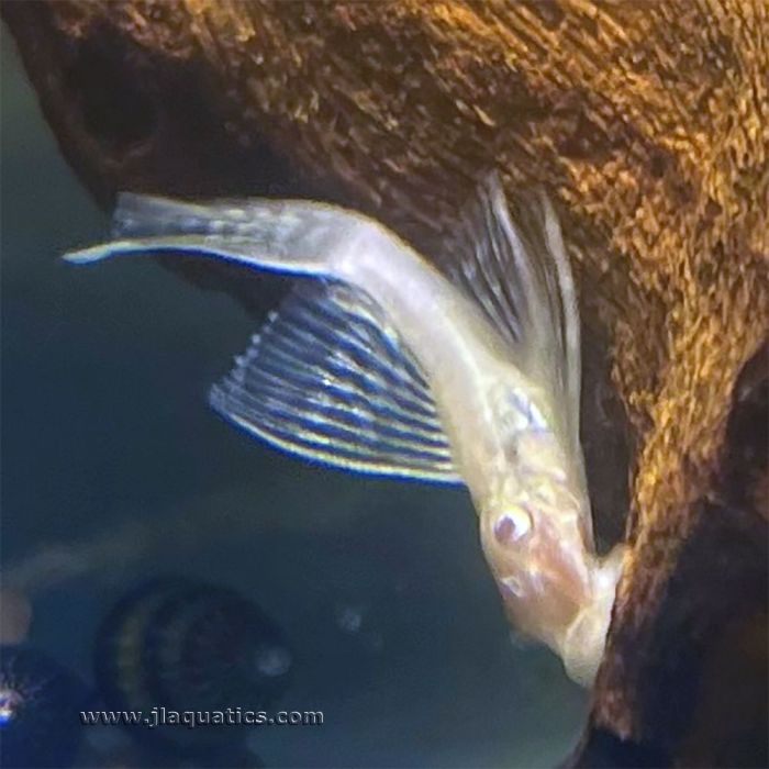 Brushmouth Albino Longfin Pleco (L144)