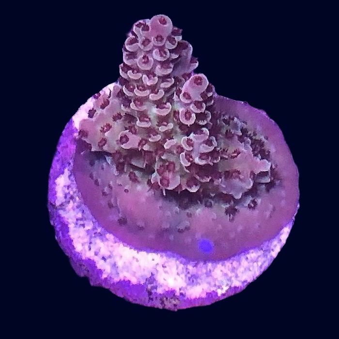 Acropora - A70