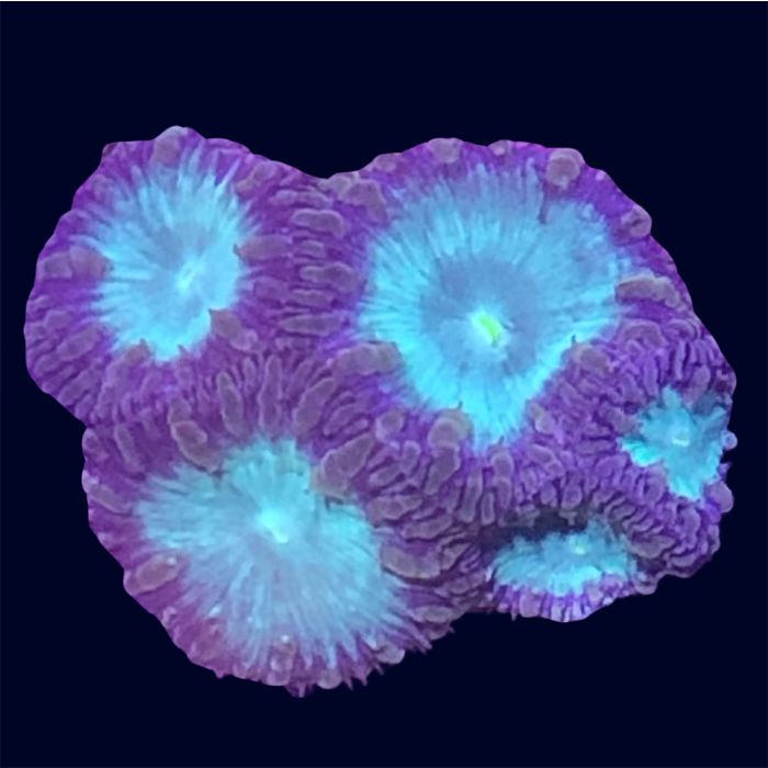 Blastomussa - Purple/Blue - B13