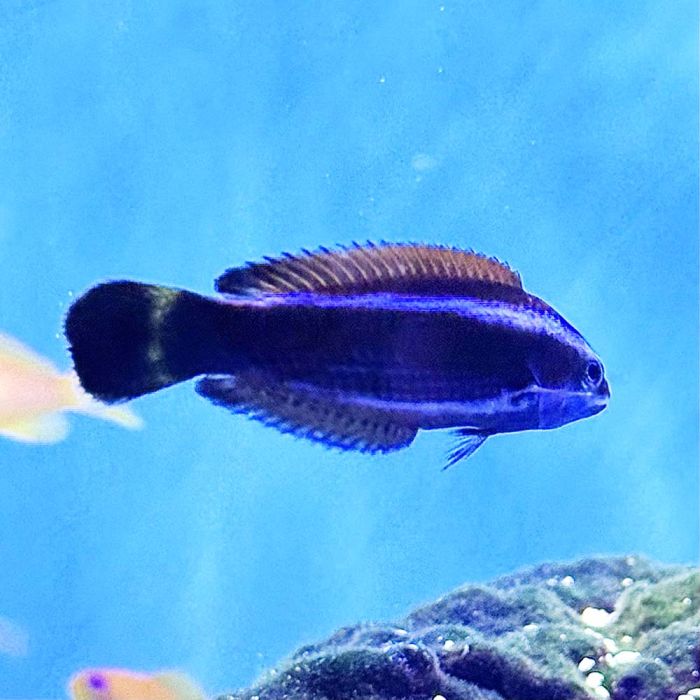 Chiseltooth Wrasse