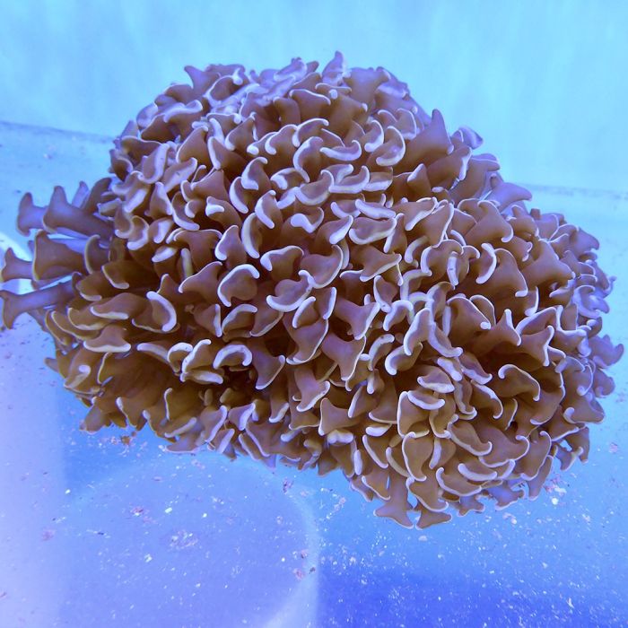 Hammer Coral (Australia)