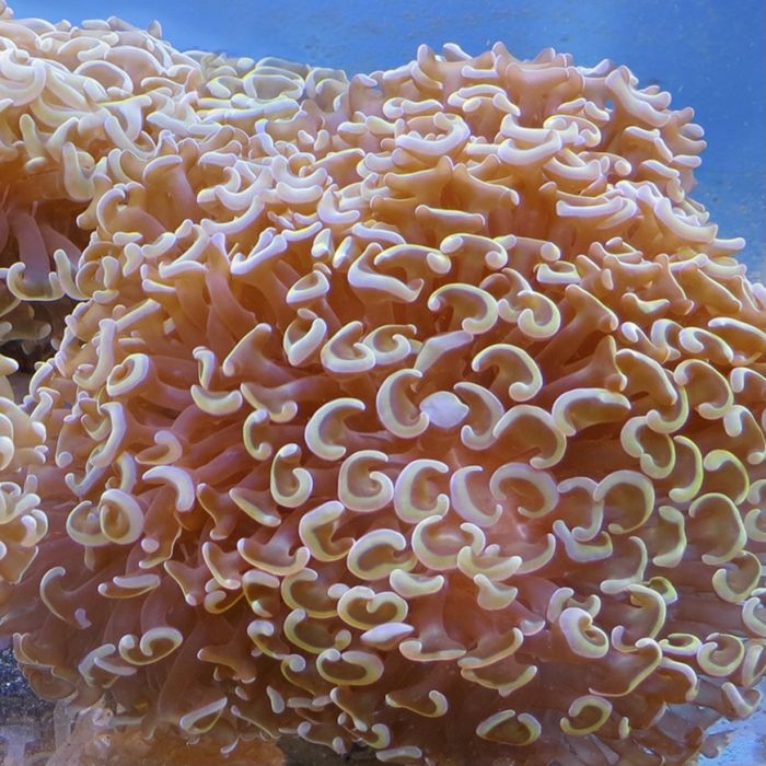 Hammer Coral (Ultra) (Australia)