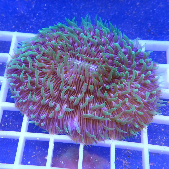 Plate Coral - Long (Ultra) (Australia)