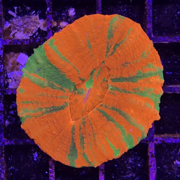 Scolymia Coral - Ultra (Australia)