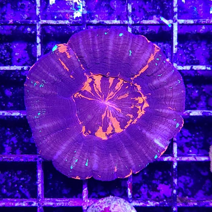 Buy Scolymia Coral - War Paint (Australia) at www.jlaquatics.com