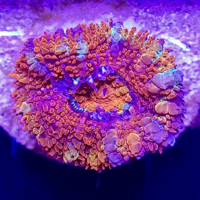 Buy Acan - Assorted Ultra at www.jlaquatics.com