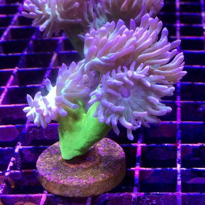 Buy Duncan - Green Stalk/Pink Polyp at www.jlaquatics.com