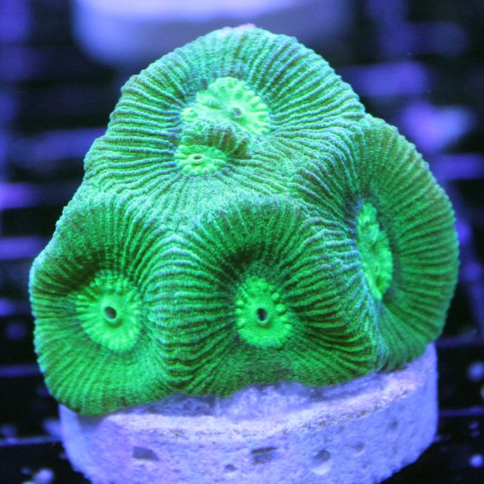 Buy Goniastrea - Assorted Grade B at www.jlaquatics.com