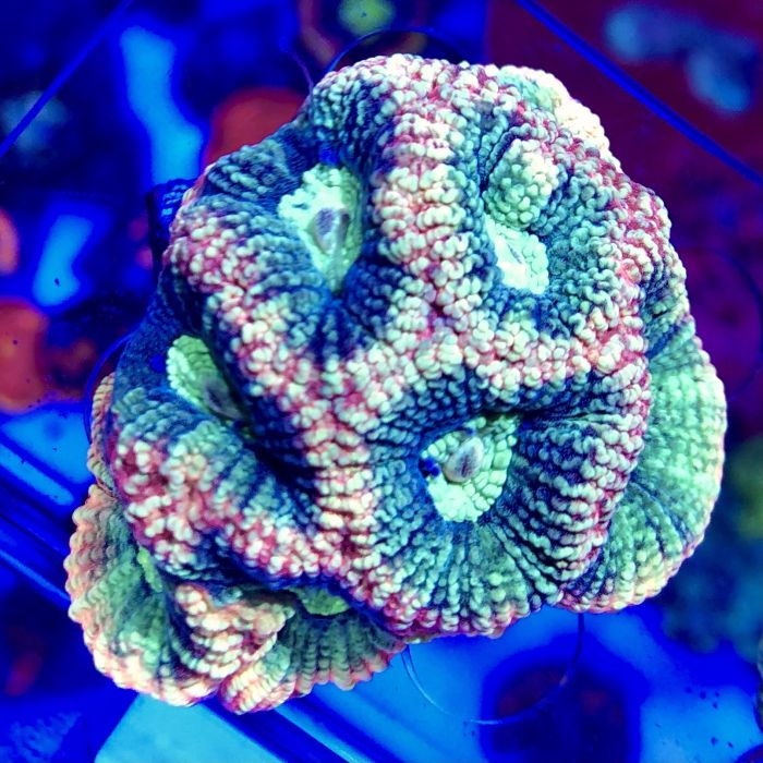 Buy Goniastrea - Assorted Grade A at www.jlaquatics.com