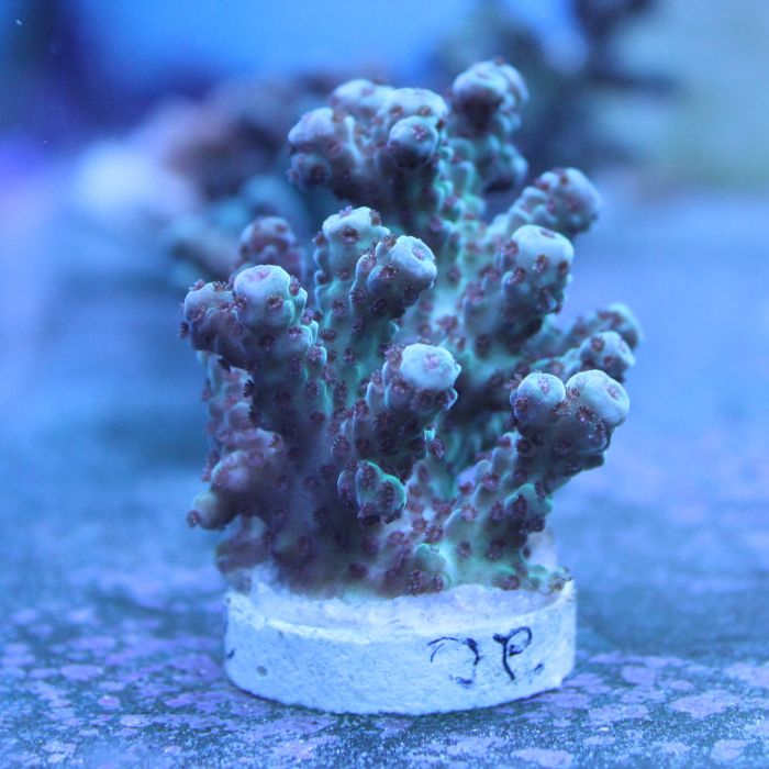 Buy Acropora - Seafoam at www.jlaquatics.com