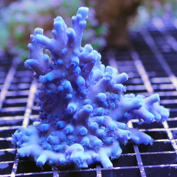 Buy Acropora - Tort - Oregon at www.jlaquatics.com