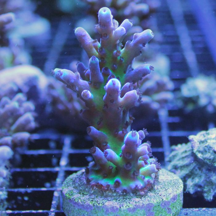 Buy Acropora - Tort - Wasabi at www.jlaquatics.com