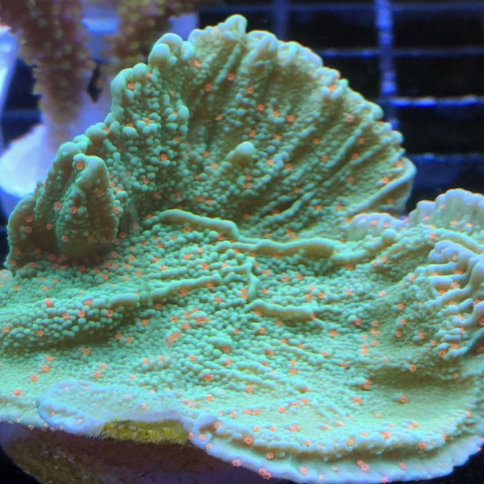 Montipora - Chili Pepper