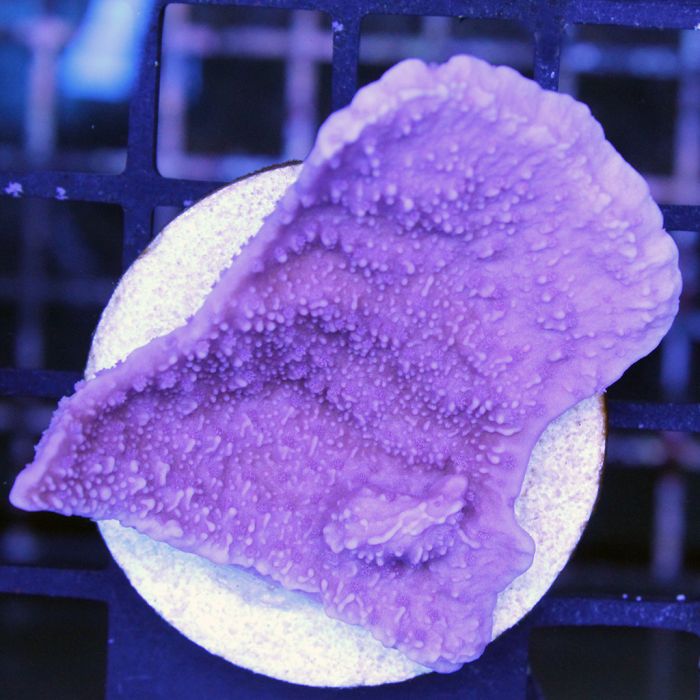 Buy Montipora - Idaho Grape at www.jlaquatics.com