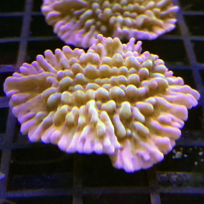 Montipora - Nauti Spiral