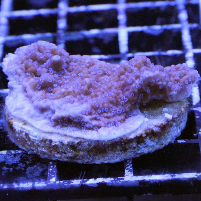 Buy Montipora - Purple/Blue Polyps at www.jlaquatics.com