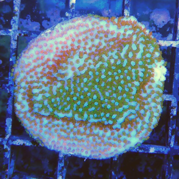 Buy Montipora - Rainbow at www.jlaquatics.com